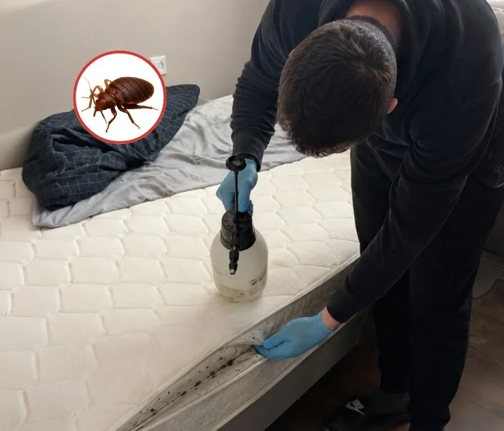 Technicien traitant un matelas contre les punaises de lit à Bouffémont